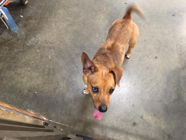 Route66Rescue's tweet photo. Dog for Adoption – Maisy near Nixa, MO She is a Chihuahua &amp; Dachshund Mix and is good around other dogs and children. She is waiting for her forever home Details at https://t.co/NrUv6ZUEVo #adoptdontshop #Love #mustlovedogs #AdoptADog #OZARK #Ozakrmo #Nixa #springfieldmo https://t.co/wrTccg0WYC