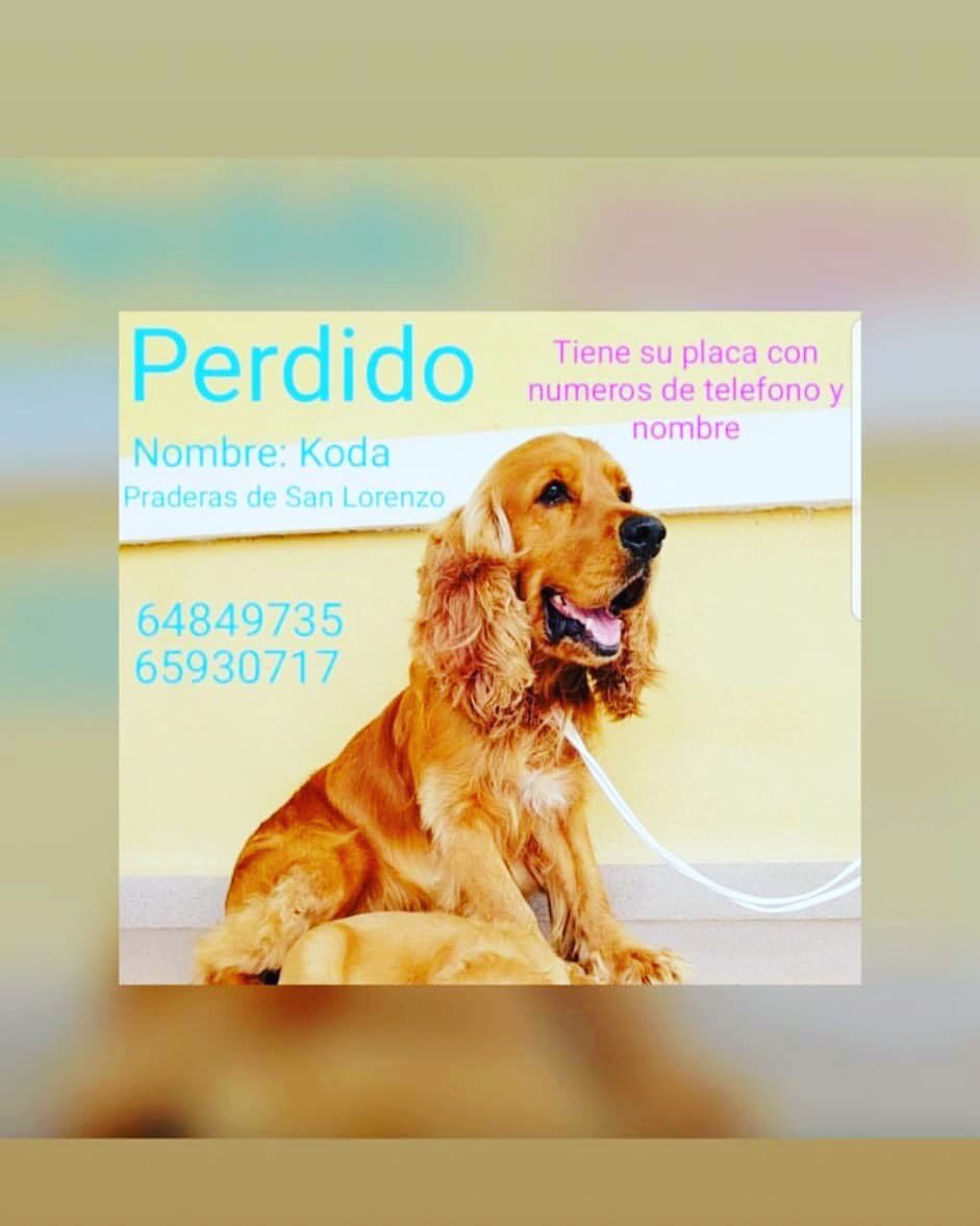 Koda se perdió en el área de Praderas de San Antonio.

Más información a los números en la imagen.

#PetsWorldMagazine #RevistaDeMascotas #Panama #Mascotas #MascotasPanama #MascotasPty #PetsMagazine #MascotasAdorables #PerdidosYEncontrados