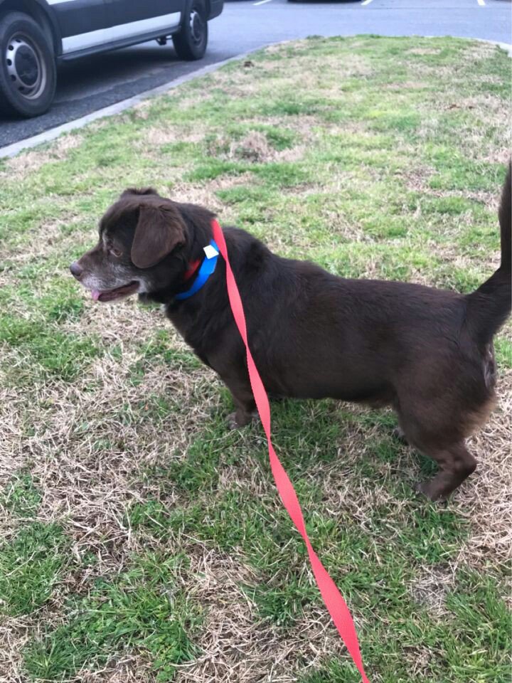 _MHSKeyClub's tweet image. Thankyou for coming out and volunteering at the animal shelter today! Our new friends for SURE enjoyed us helping out! #mhskeyclub #mustangscare