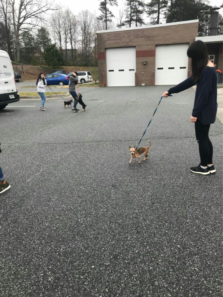 _MHSKeyClub's tweet image. Thankyou for coming out and volunteering at the animal shelter today! Our new friends for SURE enjoyed us helping out! #mhskeyclub #mustangscare
