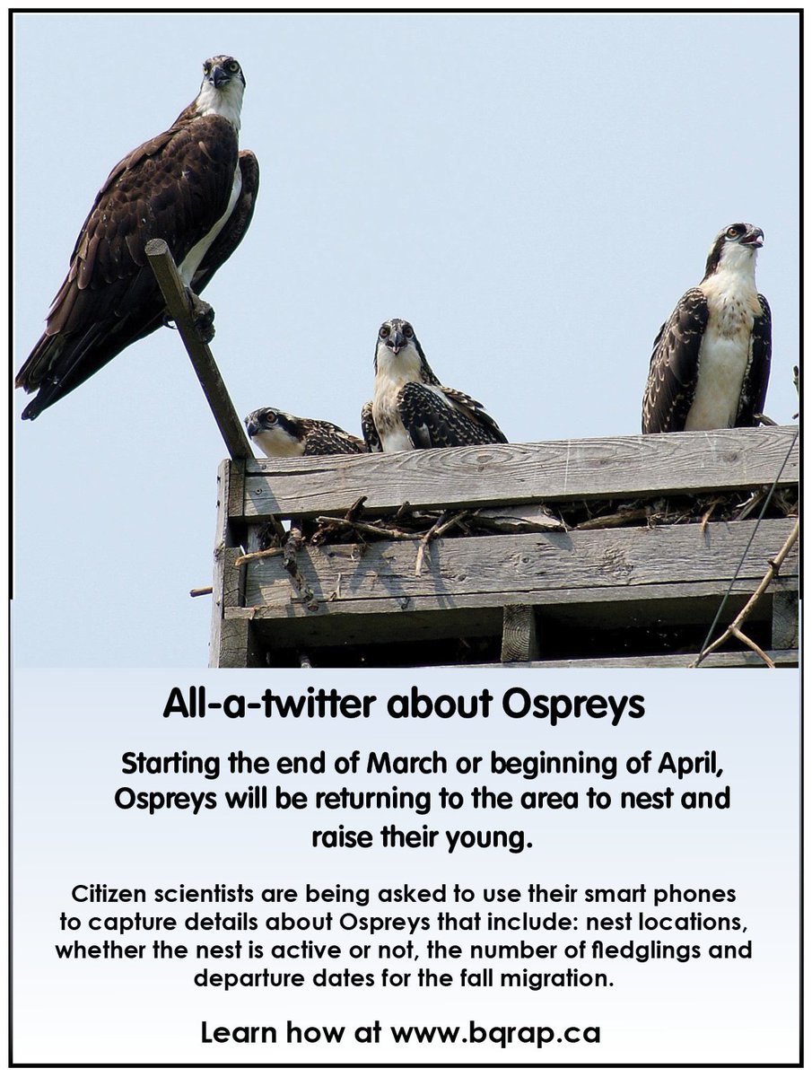 BQRAP's tweet image. All-A-Twitter for Osprey. This project utilizes Twitter and Geo-Location technologies.  The program is powered by Echosec Systems, which makes it possible to locate and track sightings, and generate the interactive maps, #bqrap #osprey #Echosec  ow.ly/WHaJ30iZHZG