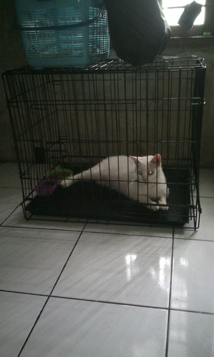 Hibah kucing HibahMeong Twitter Hibah kucing HibahMeong Twitter