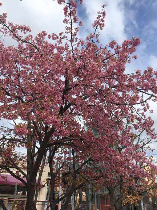 大阪 河津桜22年の開花時期はいつ 見頃や穴場スポットの場所も紹介 Taka Style