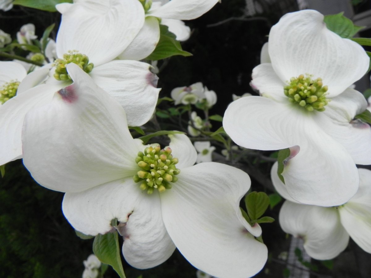 すべての美しい花の画像 最高の3 月 18 日 誕生 花