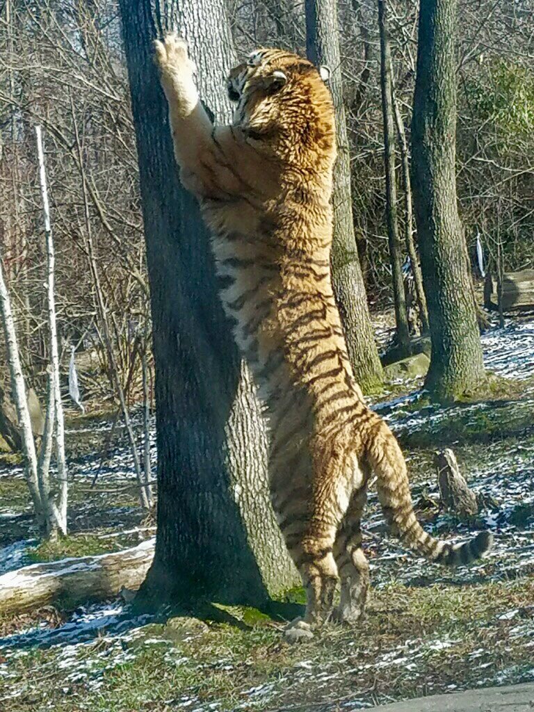 jim-breheny-on-twitter-that-yuri-is-one-big-cat-insidethezoo