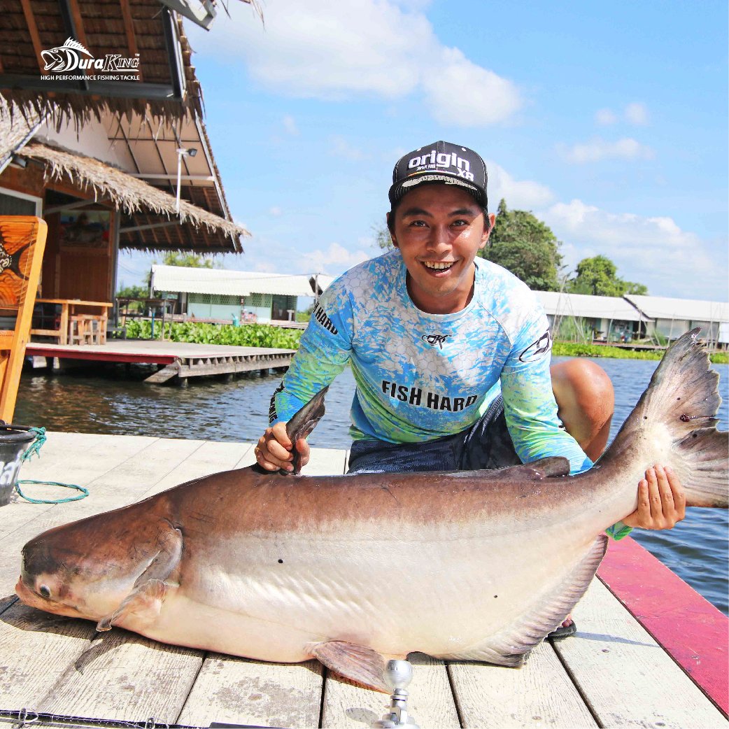 Di Thailand, sistem "catch and release" diterapkan untuk memancing ikan Mekong Giant Catfish karena populasi ikan ini semakin menipis dan bahkan ikan ini hampir punah.