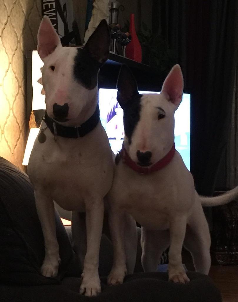 xoxdogsxox's tweet photo. My double trouble ❤️ https://t.co/JXfQWCfQLv