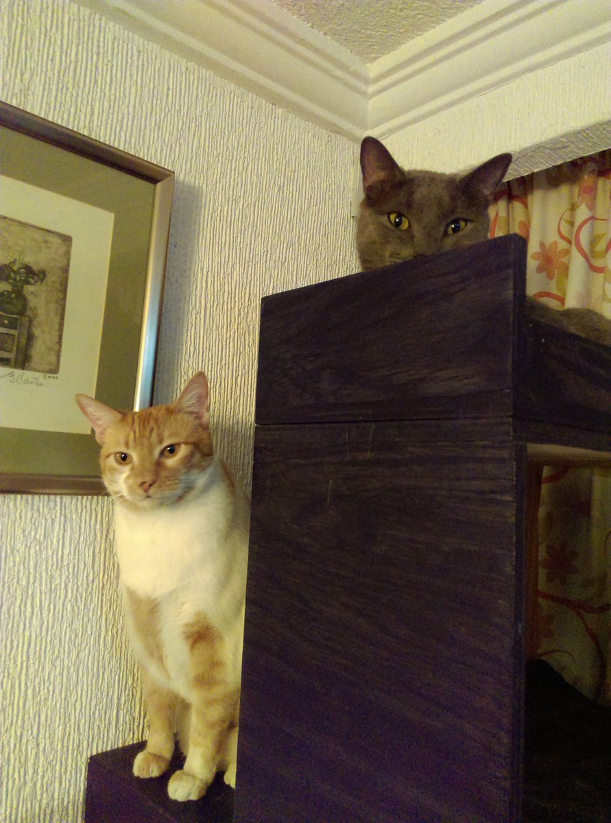 gisskat82's tweet photo. #SubeFotoDeTuGato dos de los dueños de mi corazón (y mis quincenas) #Bruce y #Yarvik
#AmoMisHooligans https://t.co/Lxs3kIxpnH