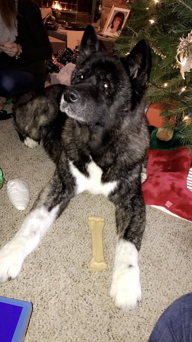 moff_20's tweet photo. Rip Nikki🐾 No dog will ever be able to replace you, I hope doggy heaven treats you well. I will always love you❤️ 3/17/18 https://t.co/rb8SXZn3ke