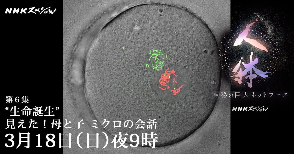 ｎｈｋスペシャル公式 On Twitter こんやの Nhkスペシャル は シリーズ 人体 神秘の巨大ネットワーク 第６集 生命誕生 見えた 母と子 ミクロの会話 小さな 受精卵 から あなた になるまでの壮大な物語 メッセージ物質 を知れば生命誕生の一段深い