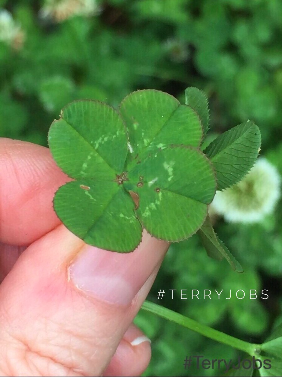 TerryJobs tweet picture