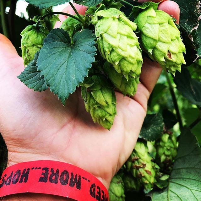 EpicBeer's tweet photo. That time of year when the need can be filled for a while. Hop Harvest 2018. #Need...More...Hops #nzhops #needmorehops #nzbeer #epicbeer #chinookhops #nelson #nelsonbeerweek #marchfest #tapawera https://t.co/hd9J7jbl8Q https://t.co/u2JHXWVCyM