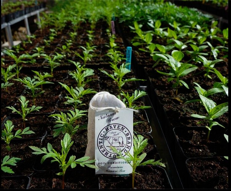 GreenSoil's tweet photo. #gardening lets get those #seeds started off right by hydrating them in #HavenBrand | premium soil conditioner tea before #planting always #free S/H at https://t.co/qvB6ntk1z2 #420 #MMJ Safe for all #plants &amp; #soil types https://t.co/3NRtIbZIDM