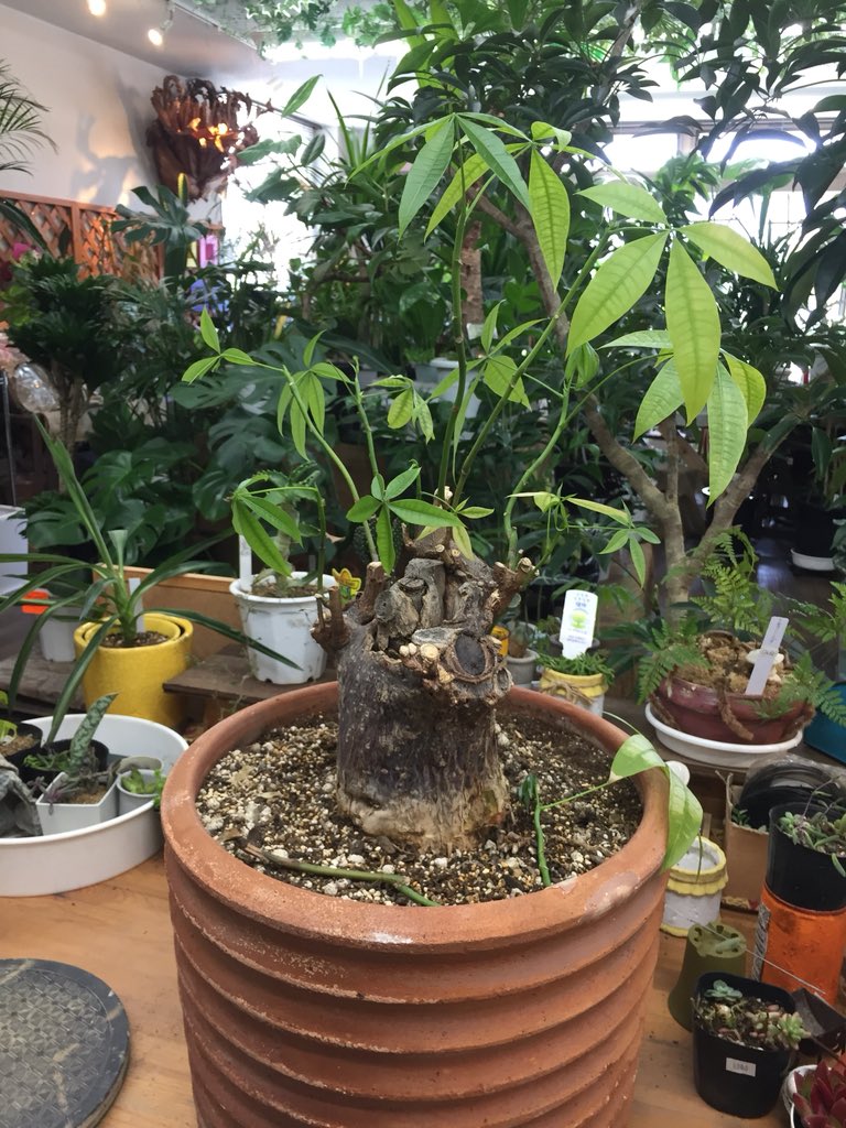 ファニープランツ 緊急入院のパキラ めちゃくちゃ味のある格好いい感じですが 幹が片側ブヨブヨで 皮がめくれてしまう 思い入れのあるパキラだそうなので 何とかしてあげたい所ですが Funnyplants 小山市 観葉植物専門店 メンテナンス パキラ