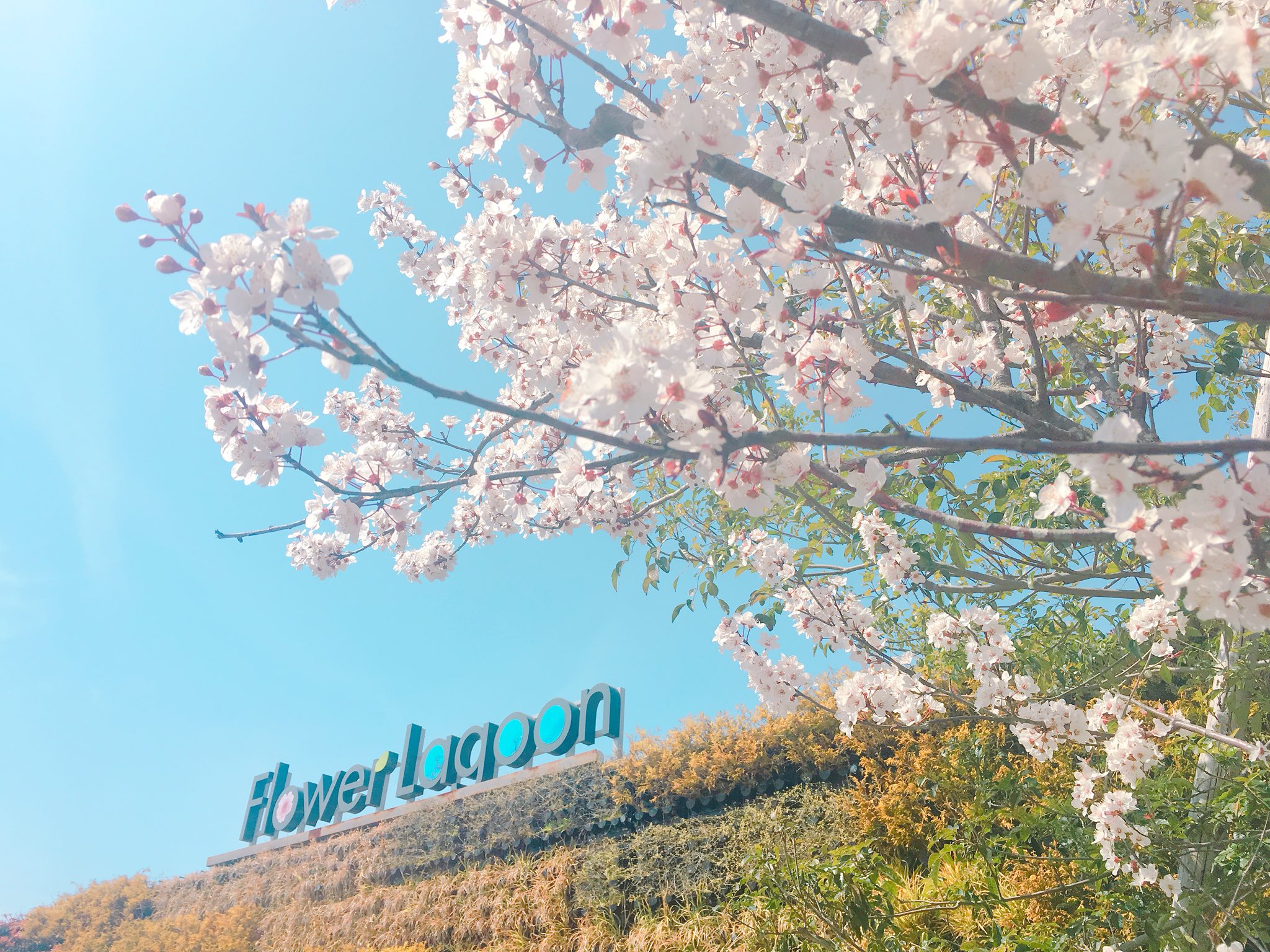 ラグーナテンボス 桜 咲いてますよ ラグーナテンボス ラグナシア フラワーラグーン 花フォト 桜 サクラ T Co Nvey4qyidc Twitter