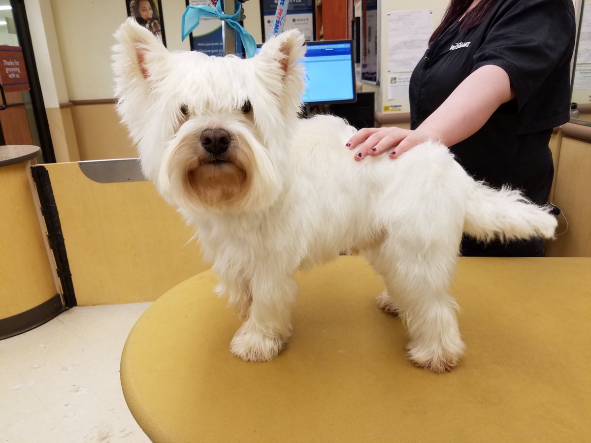 chibicatn's tweet photo. Jiveing with Jivey! #northeastgrooming #extrememakeover #1193 New York Groomer Tashi https://t.co/DOgBzCrtJp