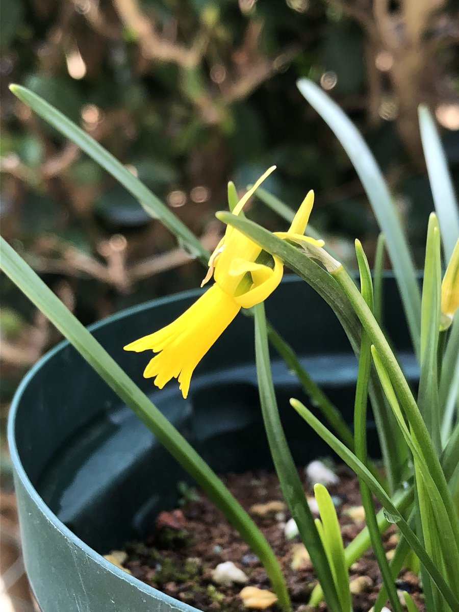 Tetsuya_fuku's tweet photo. キクラミネウスが咲きました。
#narcissus
#cyclamineus
#原種スイセン https://t.co/kw3Q3P1sux