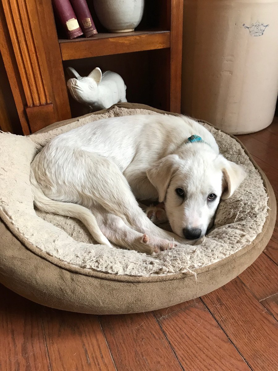 Debbie_Pauley's tweet photo. @rebeccastaab1 Trying to find homes for my two fosters. They are both male, Great Pyr mixes. Available through #NGPR. I’d appreciate the share from you and Wil. We’re literally overrun with puppies right now that need homes. https://t.co/FaBW8P0xAi