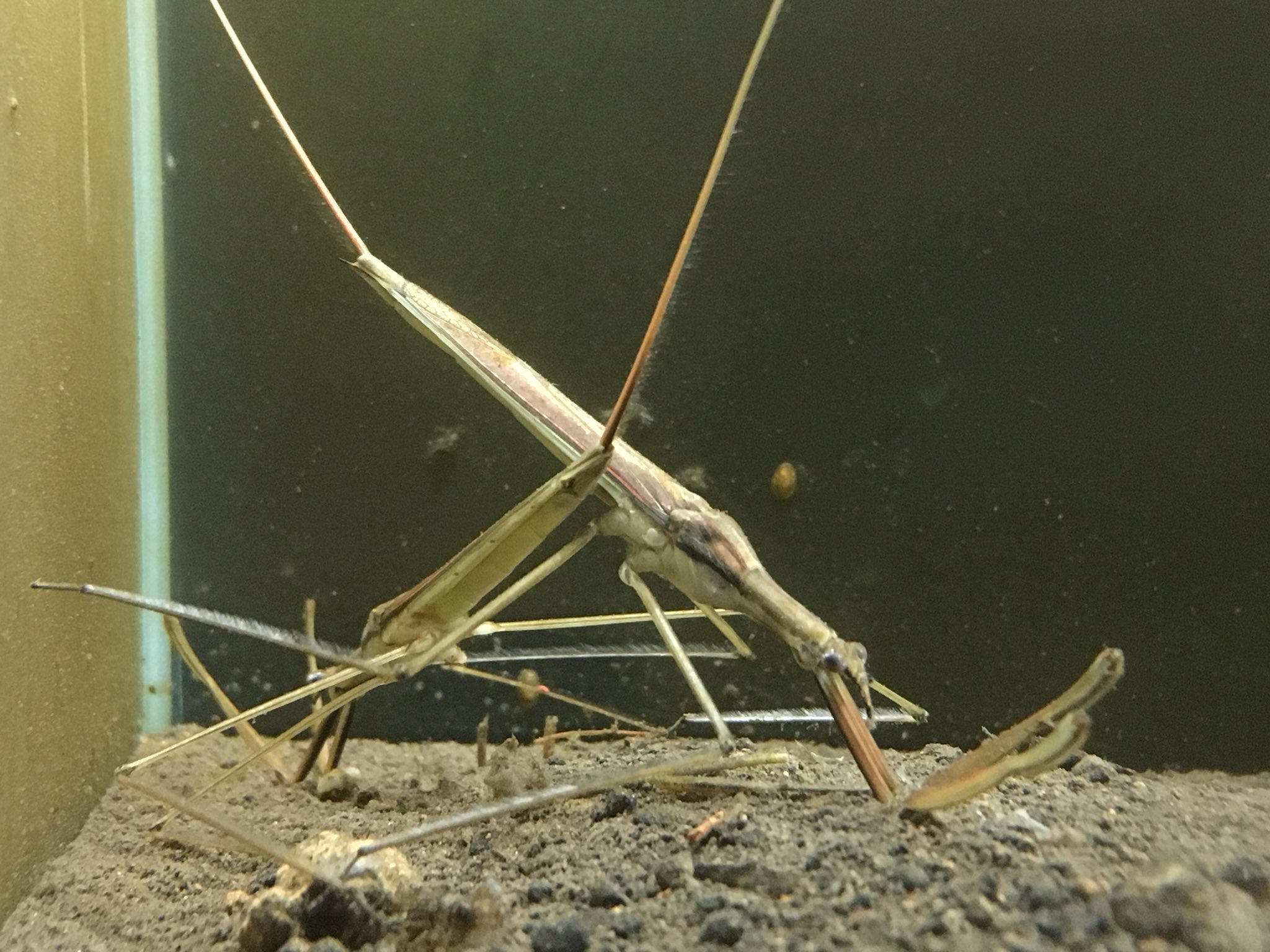 公式 アクアマリンいなわしろカワセミ水族館 En Twitter ミズカマキリといえば小学校のプールですよね 夏休みの解放プールではミズカマキリとコオイムシ 飛ぶギンヤンマや赤トンボの仲間たちがよく見れました まだ少し先の話ですね T Co Meraiyw0bw