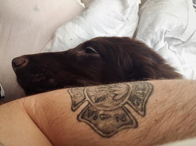 Slow Sunday know mornings with cuddles with the dogs #kamu #liverflatcoat #puppy #tattoo #maltesecross ift.tt/2pp5SW6