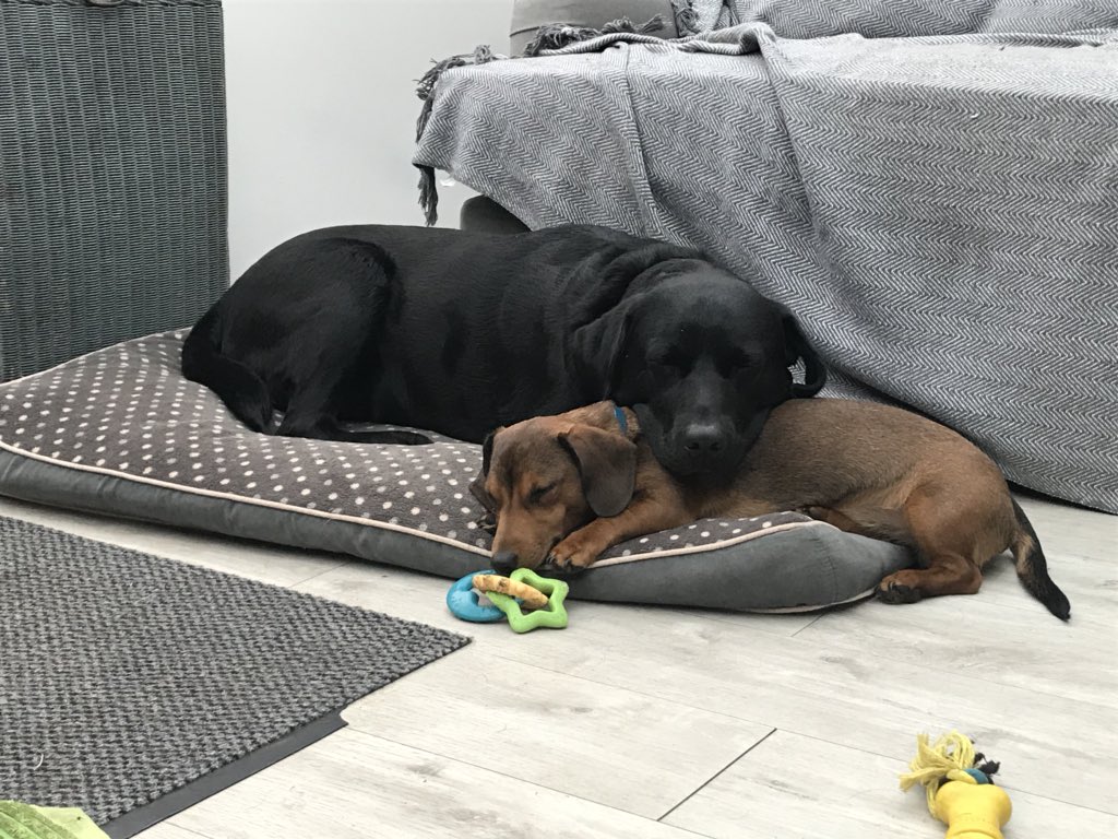 sarahwall67's tweet photo. Bro pillow 🐾 https://t.co/IlDMeZhwLM