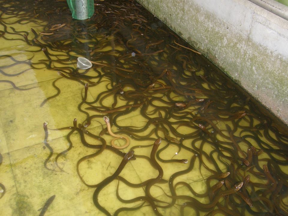 سمك الانقليس او (ثعبان السمك ) يستطيع التعايش لفتره خارج الماء ويتحمل نقص الاوكسجين بسبب جهاز التنفس الاحتياطى لديه  ويتعايش مع قطعان اخرى من السمك كالبلطى والبورى والمبروك والدنيس والقاروص والقراميط -يتحرك ليلا للبحث عن طعام وطبيعة احواضه خاصه لانه يتسلق جسور الاحواض المنخفضه