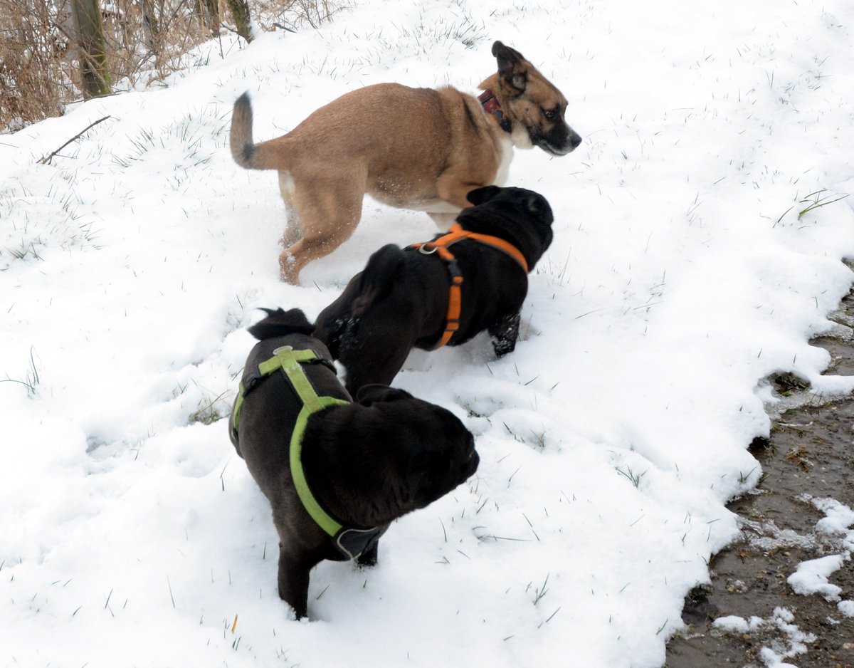 MopsHercules's tweet photo. Und wer von Euch hat für heute noch Schnee bestellt? Ich wollte nur sagen, die Lieferung wäre dann eingetroffen und kann abgeholt werden. https://t.co/1RA3WcQxIt