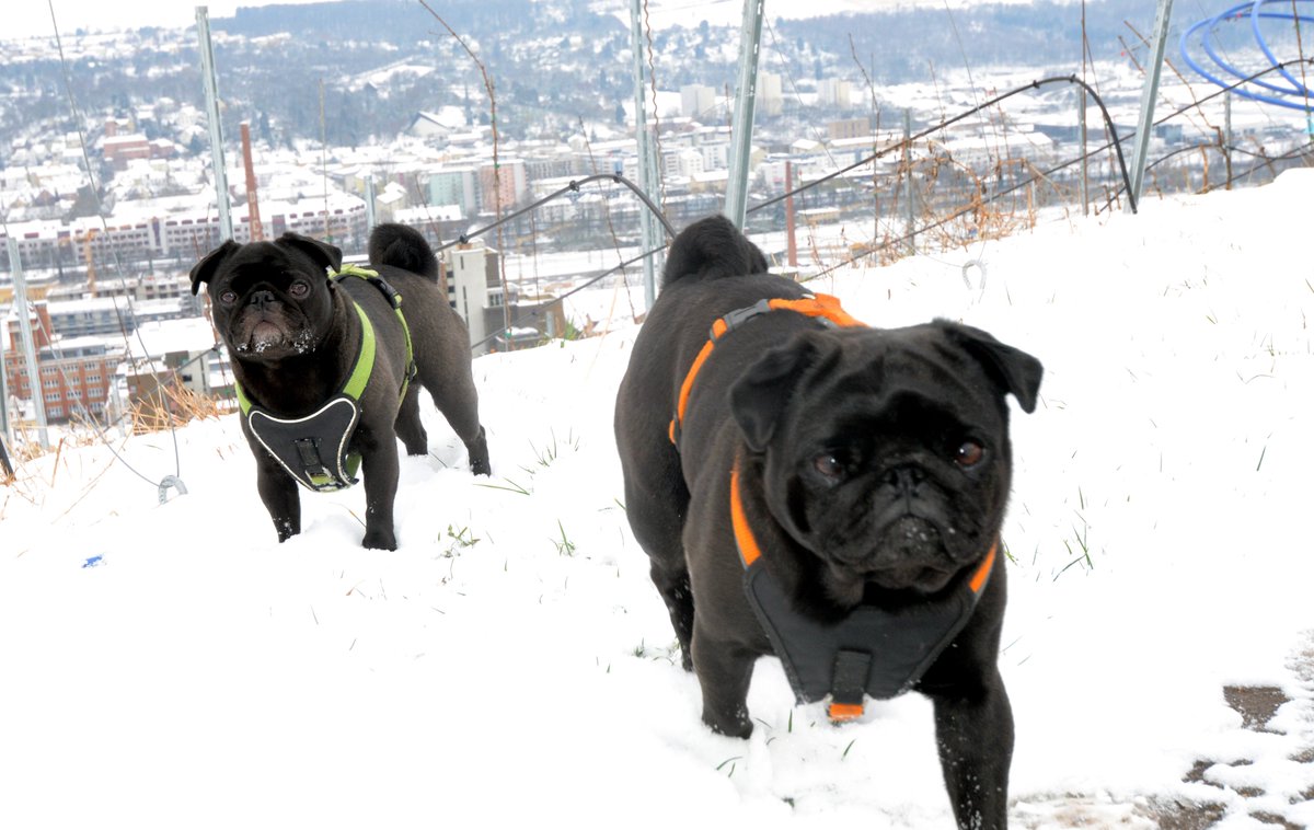 MopsHercules's tweet photo. Und wer von Euch hat für heute noch Schnee bestellt? Ich wollte nur sagen, die Lieferung wäre dann eingetroffen und kann abgeholt werden. https://t.co/1RA3WcQxIt