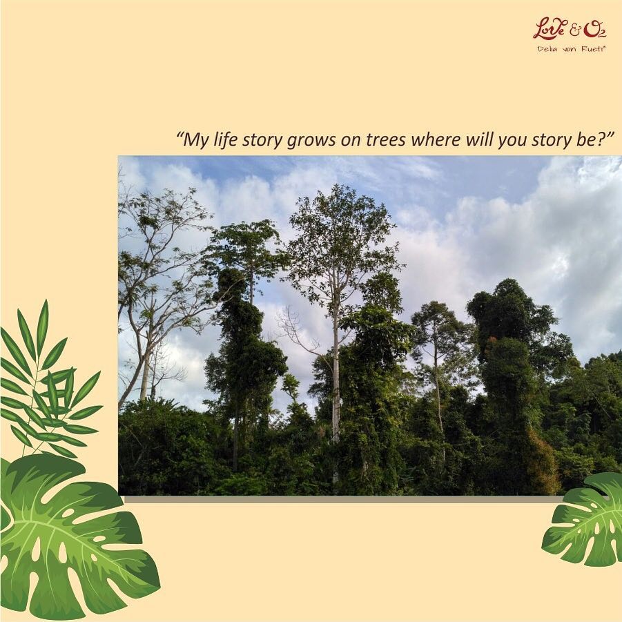 loveeando2's tweet photo. With all My humble heart and love, I am singing this deepest thought in my heart,"My life  story grows on trees where will you story be?"

By buying the T'shirt we can provide jobs in the communities,this way the people around the properties will stop cutting the trees.

#forest https://t.co/yMYAHLM4nz