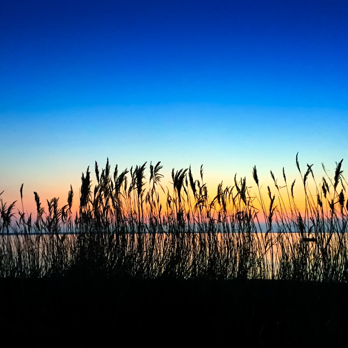 davidreport's tweet image. Sunset behind reed. #sunsets #NaturePhotography #naturelover