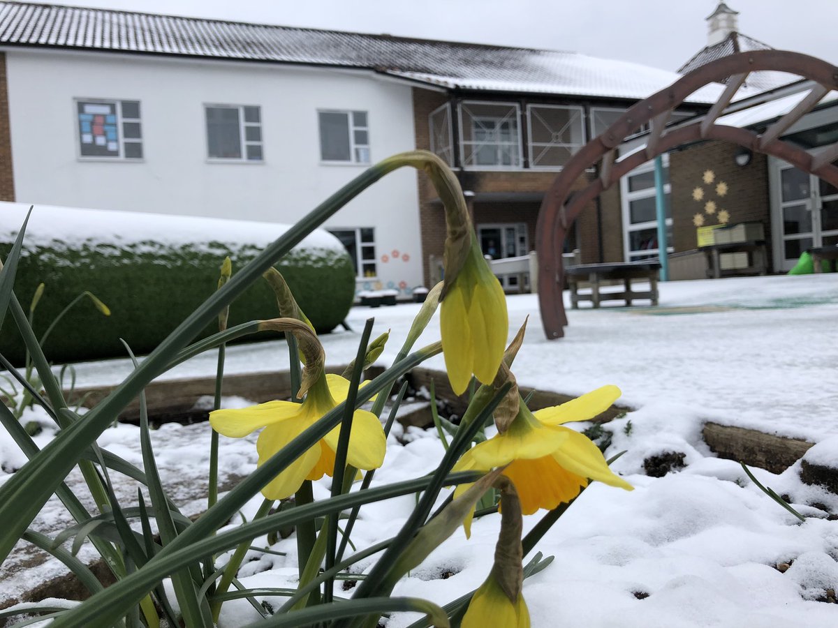 stmartinsprep's tweet photo. British summertime begins next week. Not sure the daffodils would agree! #enoughofthecold https://t.co/idPrPs9DQa