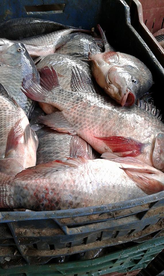 من مميزات البلطى وحيد الجنس 
=سرعة النمو 
=تجنب التفريخ العشوائى وبالتالى امتلاء الاحواض بالزريعه التى تستهلك العلف والاوكسجين بالاحواض وتؤثر بالسلب على قطيع الاسماك الكبيره 
=قطيع البلطى وحيد الجنس يكون احجام متساويه وبالتالى انتاج مثالى ممتاز ولا يحتاج الى فرز اثناء الحصاد