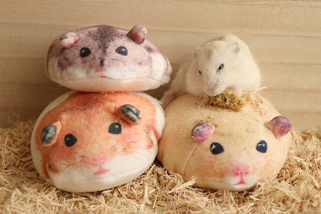ぼんぼり じゃんがりハム日和 على تويتر ようやくフェリシモのもっちりハムスターポーチ全種そろいました ラストはジャンガリアン やっぱり可愛いねえ W フェリシモ もっちりハムスターのちっちゃめポーチの会 F Youmore ぼんぼり じゃんがりハム日和 على تويتر ようやくフェリシモのもっちりハムスターポーチ全種そろいました ラストはジャンガリアン やっぱり可愛いねえ W フェリシモ もっちりハムスターのちっちゃめポーチの会 F Youmore