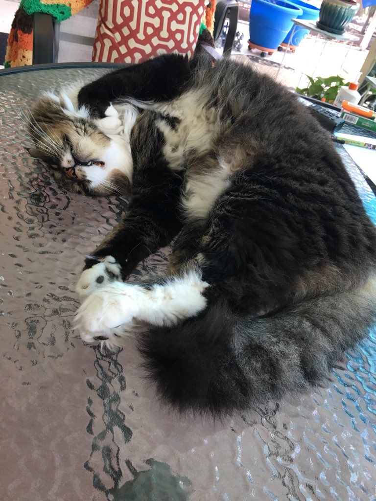 DianeEarnhardt's tweet photo. @DaveD_40 Good Morning Nina! 😸 Just stretching , sleepy, but.. Got the #PeanutsDance🐶💵💵🐶 for you! https://t.co/o7D0IVpacy