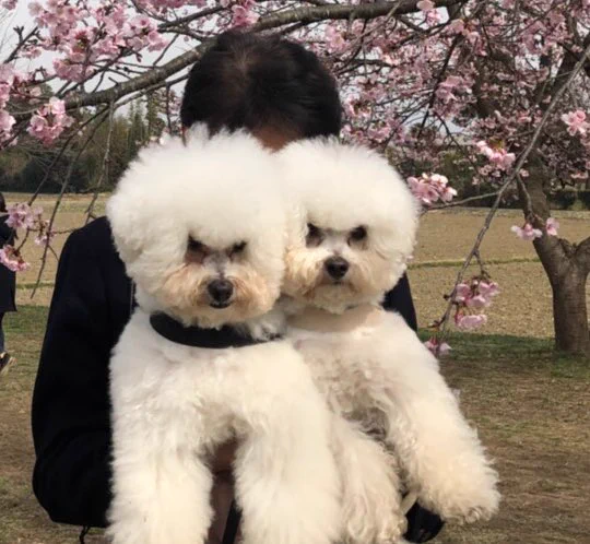 あからさま過ぎるｗママが抱っこしている時とパパが抱っこしている時の犬の表情の差ｗ