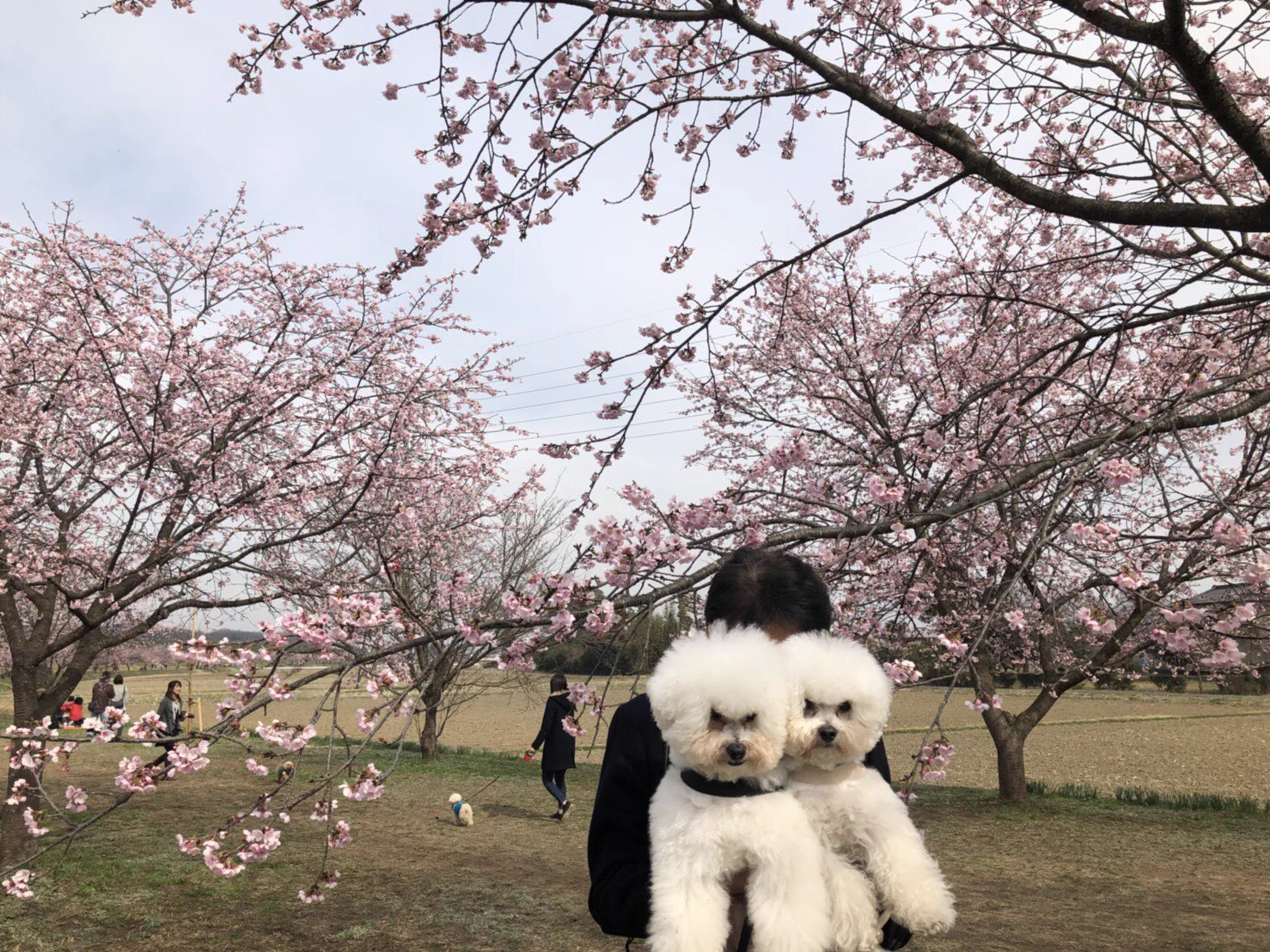 あからさま過ぎるｗママが抱っこしている時とパパが抱っこしている時の犬の表情の差ｗ