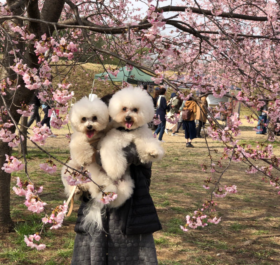 あからさま過ぎるｗママが抱っこしている時とパパが抱っこしている時の犬の表情の差ｗ 話題の画像プラス