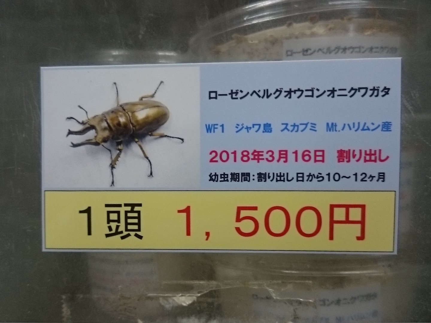 市場 ローゼンベルグオウゴンオニクワガタ成虫 インドネシア