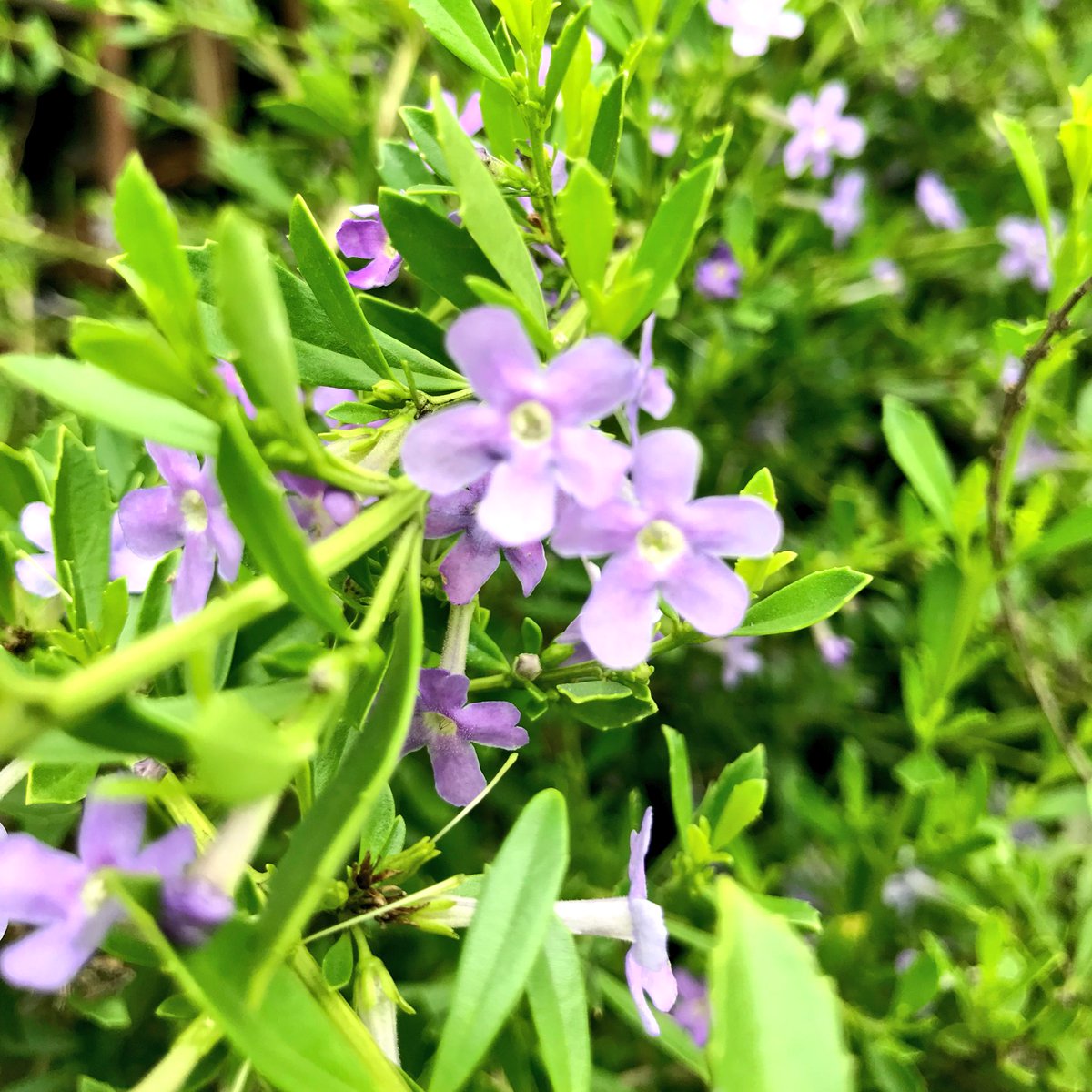 EckardsGarden's tweet photo. Indigenous rockstar! The Honey Bell Bush, Freylinia in full autumn flower here at Eckards. #polinatorfriendly #awesomeautumn #waterwise https://t.co/OPdX3hCenF