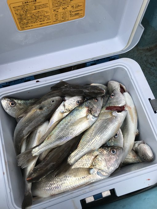 東京湾ガチャ大勝利!
35匹のイシモチさん達をぱいーんして救済することができました!
これから帰ってさばくのくそめんどくさいです!!!! 
