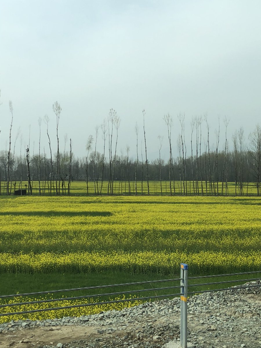 TweetsNowIn's tweet image. Omar Abdullah: The mustard fields have started to bloom. Spring has come to the valley.  #TweetsNow #TweetsNowIn #TweetsNowIndia ift.tt/2GDCNOV