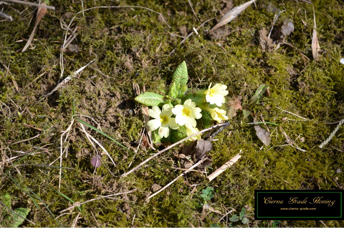 De primula kwam bloeiend onder de sneeuw vandaan,
Hier in Slowakije
<a href="/HogeVeluwe/">NP De Hoge Veluwe</a>  
<a href="/ThomasvanderEs/">Boswachter Thomas</a>  
<a href="/natuurenbos/">Natuur en Bos</a>