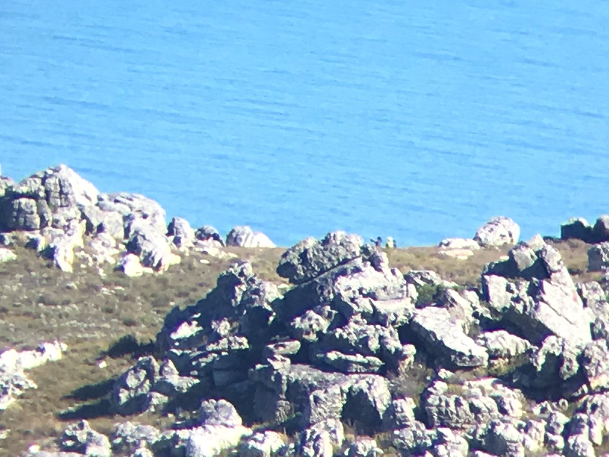 AMA_TokaiMTB's tweet photo. @TableMountainNP & TokaiMTB joint patrol flushing out known overnight spots. Some activity tracked on #vlakkenburg/mast route yesterday. Possibly religious gathering.
@TableMntnWatch #tmsag #securityactiongroup https://t.co/SdXZbYMgj7