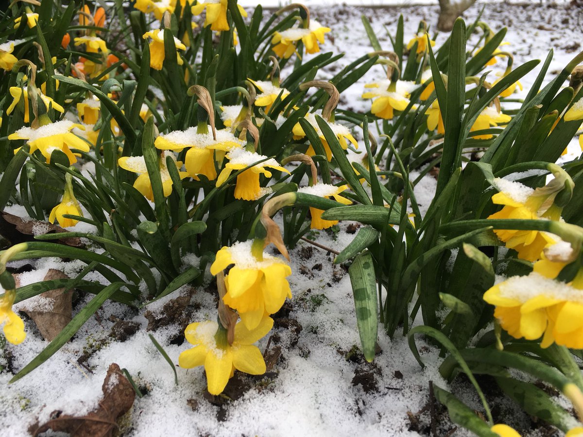 Frühling in #Buschdorf.