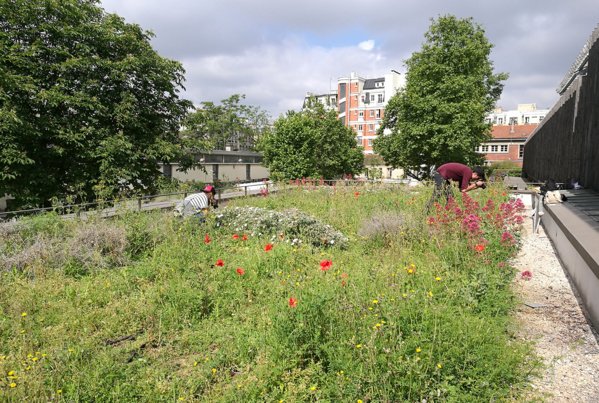 Toitsverts's tweet image. Toitures végétalisées : cinq bonnes raisons de les adopter ow.ly/KXEq30j0K3g