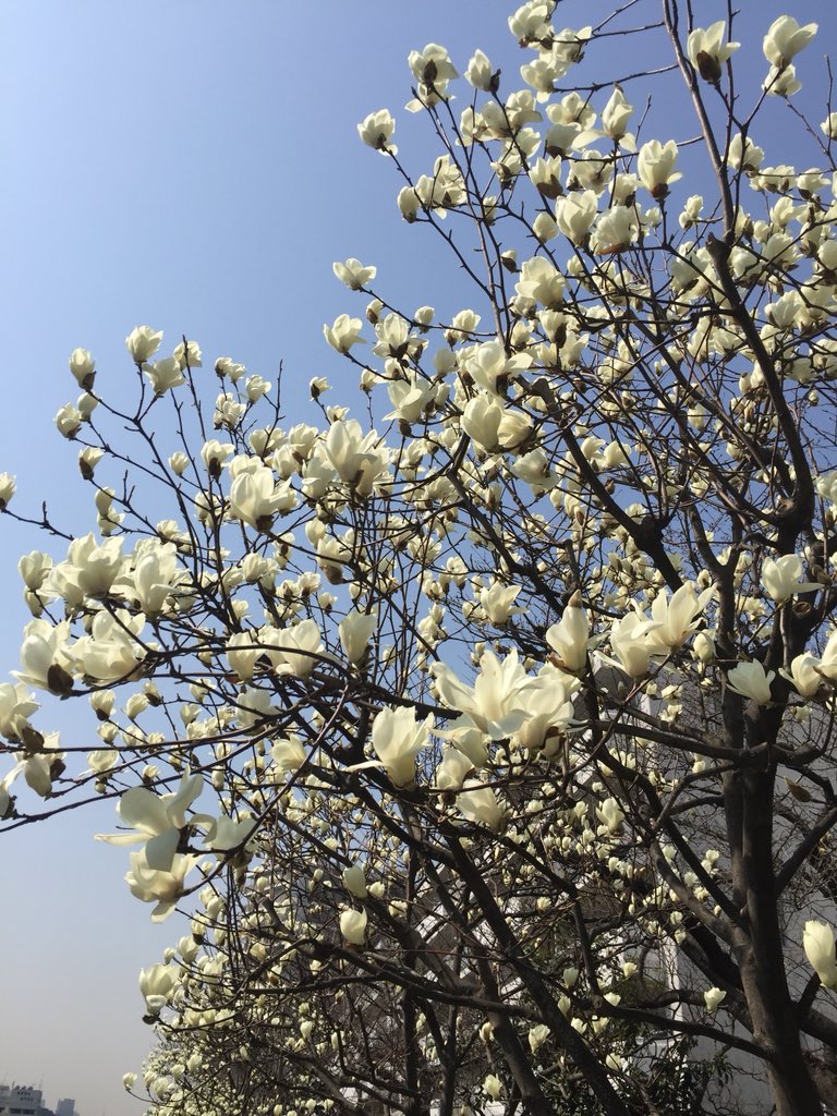 SlowLifeTtokyo's tweet photo. 白木蓮が見頃です。 https://t.co/zKCoMwG7tF