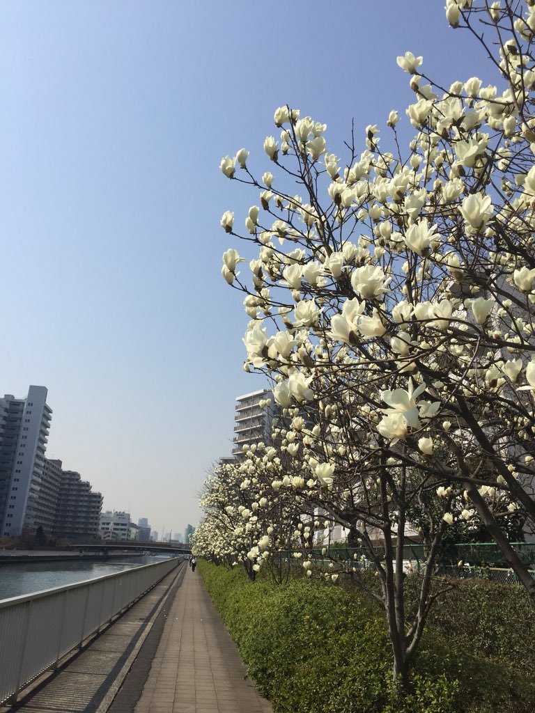 SlowLifeTtokyo's tweet photo. 白木蓮が見頃です。 https://t.co/zKCoMwG7tF