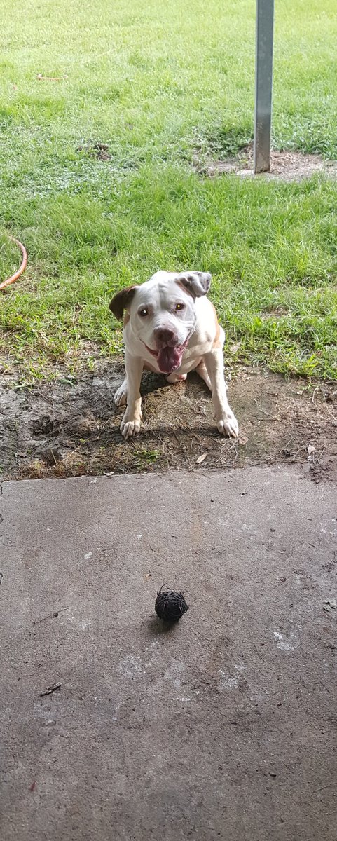 s50stang's tweet photo. @GraysonVanMeter I feel the same way about my #bullybreed #amstaff Mr.Beau"jangles" 
He truly is " " best friend!!!! My #ridetodie https://t.co/RulxDqeLvU