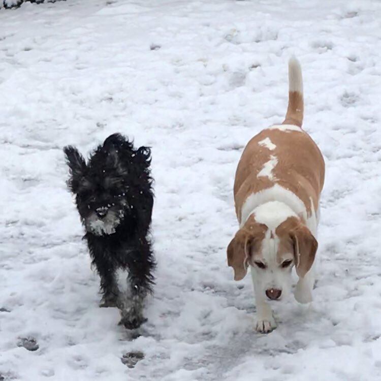 #snowday #bristol ❄️❄️❄️❄️❄️