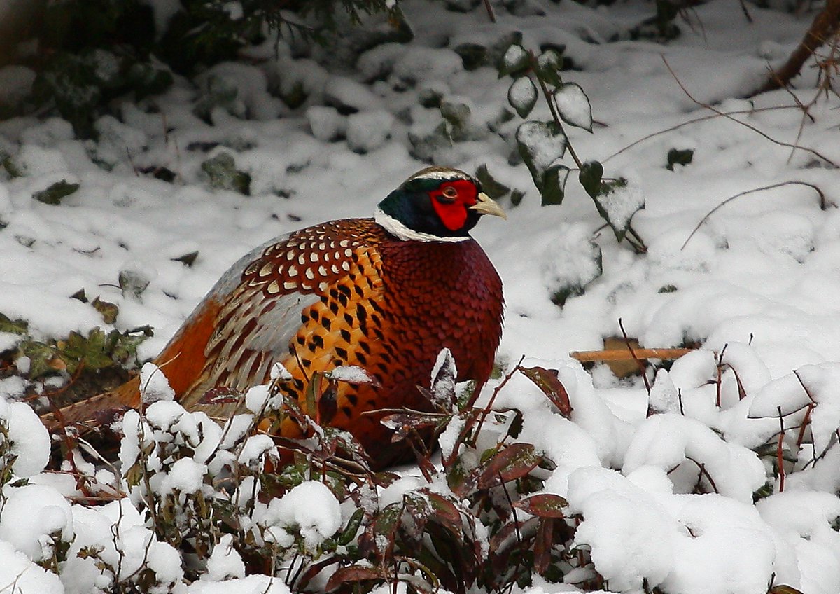 He has lived in my garden for 2 years now he's not happy this morning but he has food down. day at home no trip to rspb fairburn today